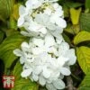 Viburnum Plicatum F. Tomentosum 'Shasta' -Garden Plants Shop T66511 VIBU 1
