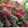 Weigela 'Bristol Ruby' -Garden Plants Shop T66524 WEIG 2