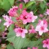 Weigela Florida 'Korea' -Garden Plants Shop T66527 WEIG 1