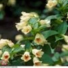 Weigela Middendorffiana -Garden Plants Shop T66530 WEIG 2
