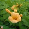 Campsis Radicans F. Flava 1 Campsis Radicans F. Flava -Garden Plants Shop T67884 CAMP 1