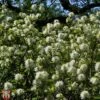 Fothergilla X Intermedia 'Blue Shadow' -Garden Plants Shop T67931 FOTH 1
