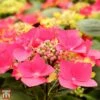 Hydrangea Macrophylla 'Kardinal' (Teller Red) 2 Hydrangea Macrophylla 'Kardinal' (Teller Red) -Garden Plants Shop T67999 HYDR 1