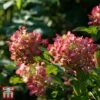 Hydrangea Paniculata 'Diamant Rouge' 2 Hydrangea Paniculata 'Diamant Rouge' -Garden Plants Shop T68019 HYDR 1