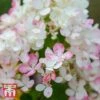 Hydrangea Paniculata 'Tickled Pink' -Garden Plants Shop T68065 HYDR 1