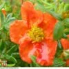 Potentilla Fruticosa 'Red Ace' -Garden Plants Shop T68158 POTE 1