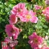 Rose 'Pink Pins' -Garden Plants Shop T68180 ROSE 1