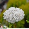 Viburnum X Burkwoodii 'Anne Russell' 1 Viburnum X Burkwoodii 'Anne Russell' -Garden Plants Shop T68197 VIBU 1