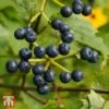 Viburnum Dentatum 'Blue Muffin Christom' -Garden Plants Shop T68199 VIBU 1