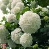 Viburnum Macrocephalum 'Happy Fortuna' 1 Viburnum Macrocephalum 'Happy Fortuna' -Garden Plants Shop T68203 VIBU 1