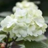 Viburnum Plicatum F. Plicatum 'Grandiflorum' -Garden Plants Shop T68205 VIBU 1