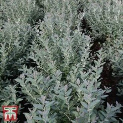 Zenobia Pulverulenta 'Blue Sky' -Garden Plants Shop T68227 ZENO 1