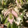 Acer Negundo 'Flamingo' -Garden Plants Shop T68234 ACER 1