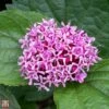 Clerodendrum Bungei 1 Clerodendrum Bungei -Garden Plants Shop T68296 CLER 1