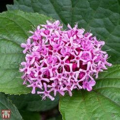 Clerodendrum Bungei