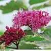 Clerodendrum Bungei 'Pink Diamond' -Garden Plants Shop T68298 CLER 1