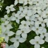 Cornus Kousa 'Schmetterling' -Garden Plants Shop T68312 CORN 1