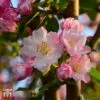 Crab Apple 'Red Obelisk' -Garden Plants Shop T68431 CRAB 1