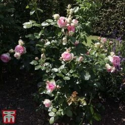 Rose 'Eden Rose 88' -Garden Plants Shop T68469 ROSE 2