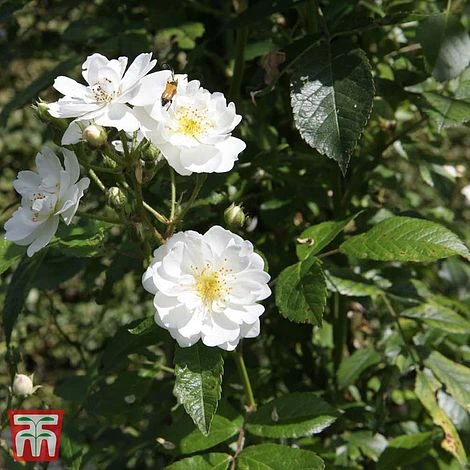 Rose 'Guirlande D'Amour' 4 Rose 'Guirlande D'Amour' - Image 2