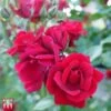 Rose 'Thats Jazz' -Garden Plants Shop T68509 ROSE 1