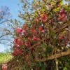 Chaenomeles 'Pink Storm' -Garden Plants Shop T79996 CHA 2