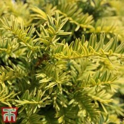 Taxus Baccata 'Summergold' -Garden Plants Shop TAX TKA3590 C