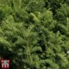 Taxus X Media 'Hicksii' -Garden Plants Shop TAXU T63575 A
