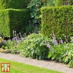 Taxus X Media 'Hicksii' -Garden Plants Shop TAXU T63575 C