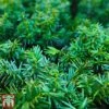 Taxus Media 'Groenland' -Garden Plants Shop TAXU T66492 A