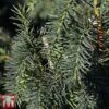 Taxus Baccata 'Dovastoniana' -Garden Plants Shop TAXU TKA3580 A