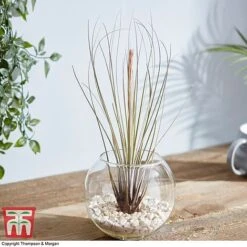 Air Plant Variety Collection -Garden Plants Shop TILL 3492 A10