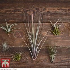 Air Plant Variety Collection -Garden Plants Shop TILL 3492 A2