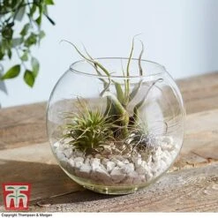 Air Plant Variety Collection -Garden Plants Shop TILL 3492 A3