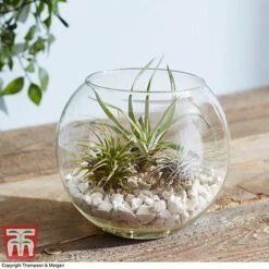 Air Plant Variety Collection -Garden Plants Shop TILL 3492 A4