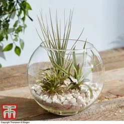 Air Plant Variety Collection -Garden Plants Shop TILL 3492 A5