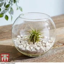 Air Plant Variety Collection -Garden Plants Shop TILL 3492 A7