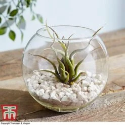 Air Plant Variety Collection -Garden Plants Shop TILL 3492 A8
