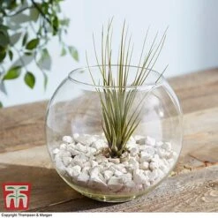 Air Plant Variety Collection -Garden Plants Shop TILL 3492 A9