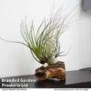 Air Plant On Bog Wood -Garden Plants Shop TILL BOGWOOD4P T48231