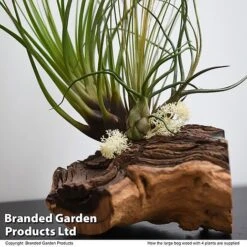 Air Plant On Bog Wood -Garden Plants Shop TILL BOGWOOD4P T48233