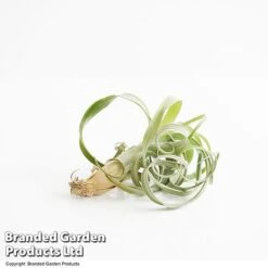Air Plant (Tillandsia) 'Curly Slim' -Garden Plants Shop TILL CURLYSLIM T49615