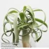 Air Plant (Tillandsia) 'Curly Slim' 1 Air Plant (Tillandsia) 'Curly Slim' -Garden Plants Shop TILL CURLYSLIM T49618