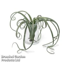 Air Plant (Tillandsia) 'Curly Slim' -Garden Plants Shop TILL CURLYSLIM W48803