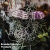 Tillandsia Usneoides 'Jellyfish' 2 Tillandsia Usneoides 'Jellyfish' -Garden Plants Shop TILL JELLYFISH W48346