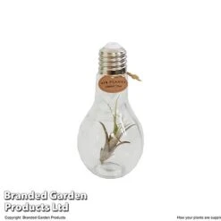 Airplant (Tillandsia) In A Light Bulb (Medium) -Garden Plants Shop TILL LIGHTBULB T49713