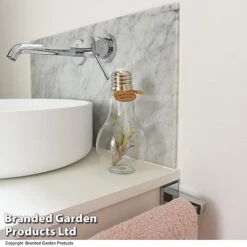 Airplant (Tillandsia) In A Light Bulb (Medium) -Garden Plants Shop TILL LIGHTBULB T49714