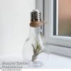 Airplant (Tillandsia) In A Light Bulb (Medium) -Garden Plants Shop TILL LIGHTBULB T49717