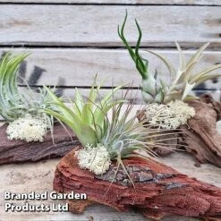 Air Plants (Tillandsia) On Mini Wooden Log