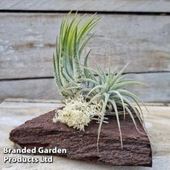 Air Plants (Tillandsia) On Mini Wooden Log 13 Air Plants (Tillandsia) On Mini Wooden Log -Garden Plants Shop TILL MINIWOODE S45228C